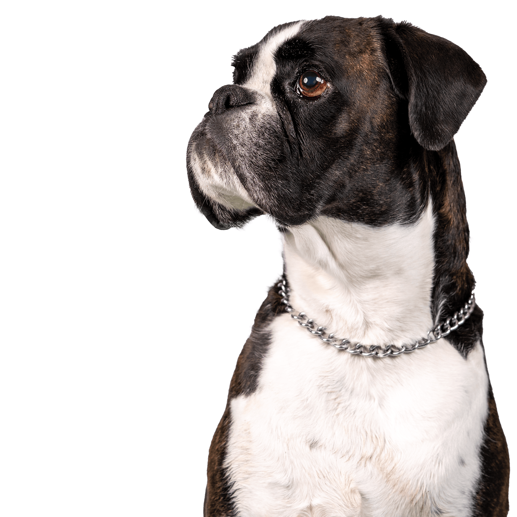 Boxerclub Urschweiz