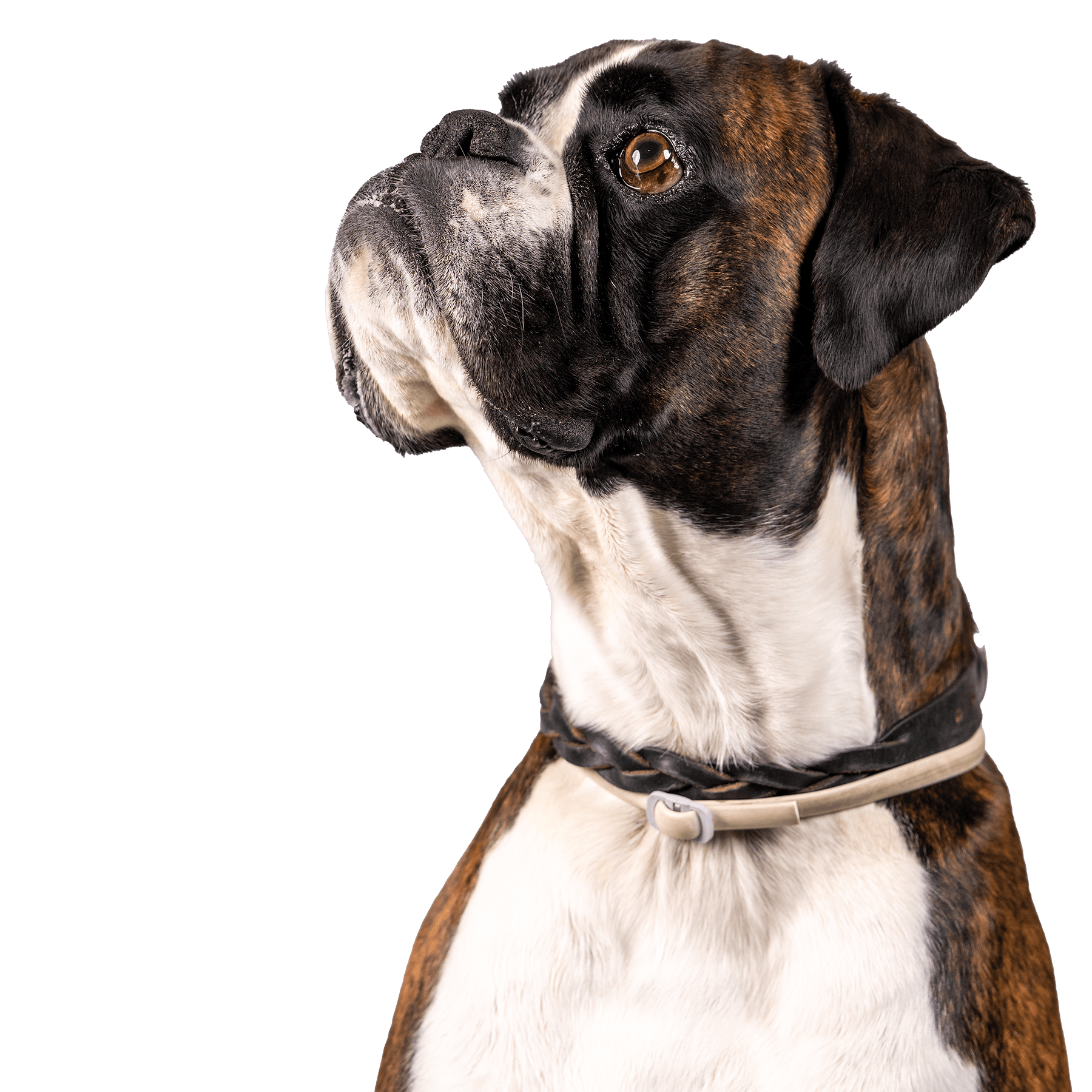 Boxerclub Urschweiz