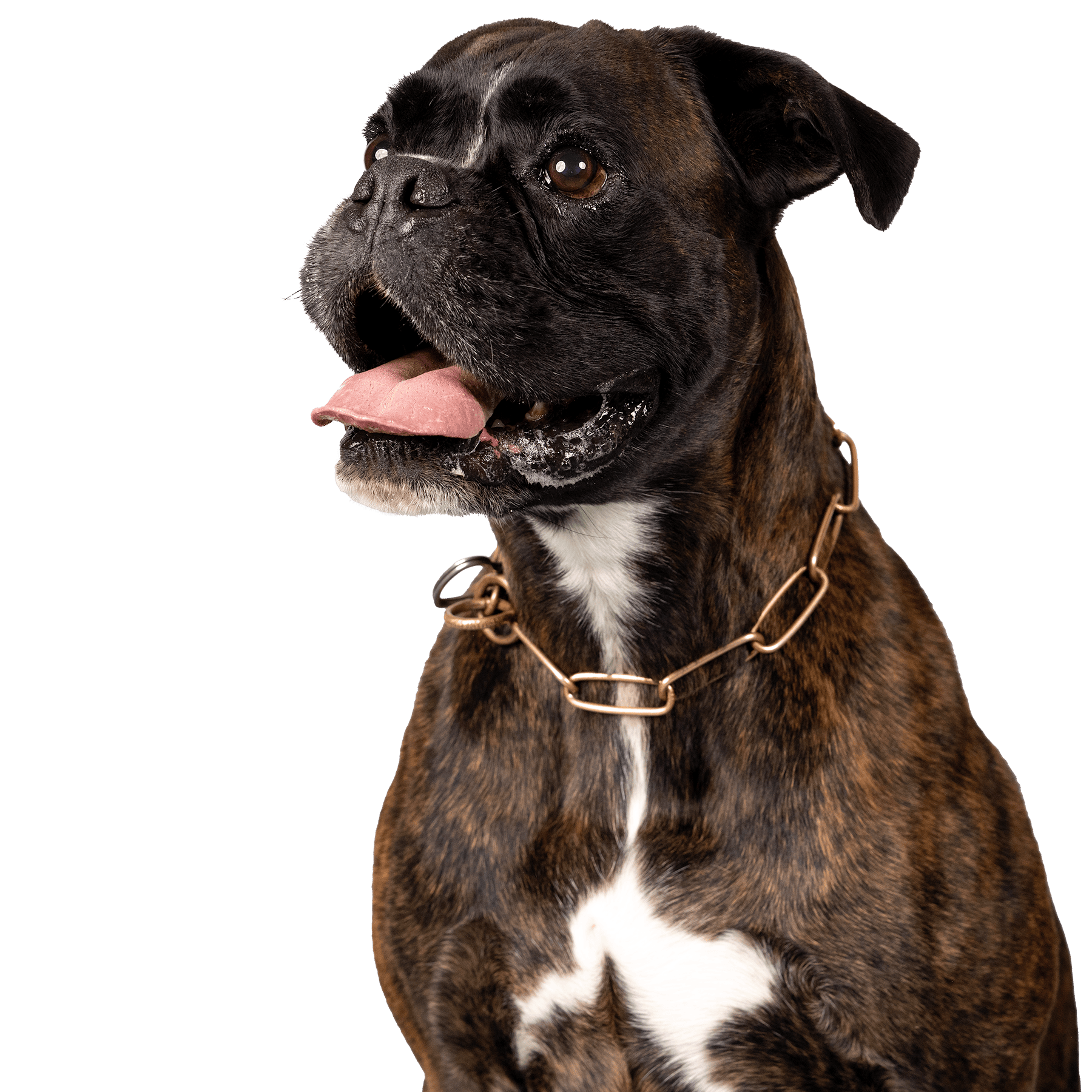 Boxerclub Urschweiz