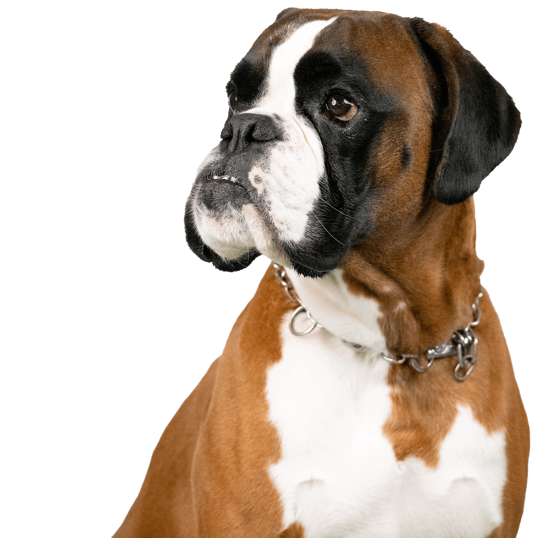 Boxerclub Urschweiz
