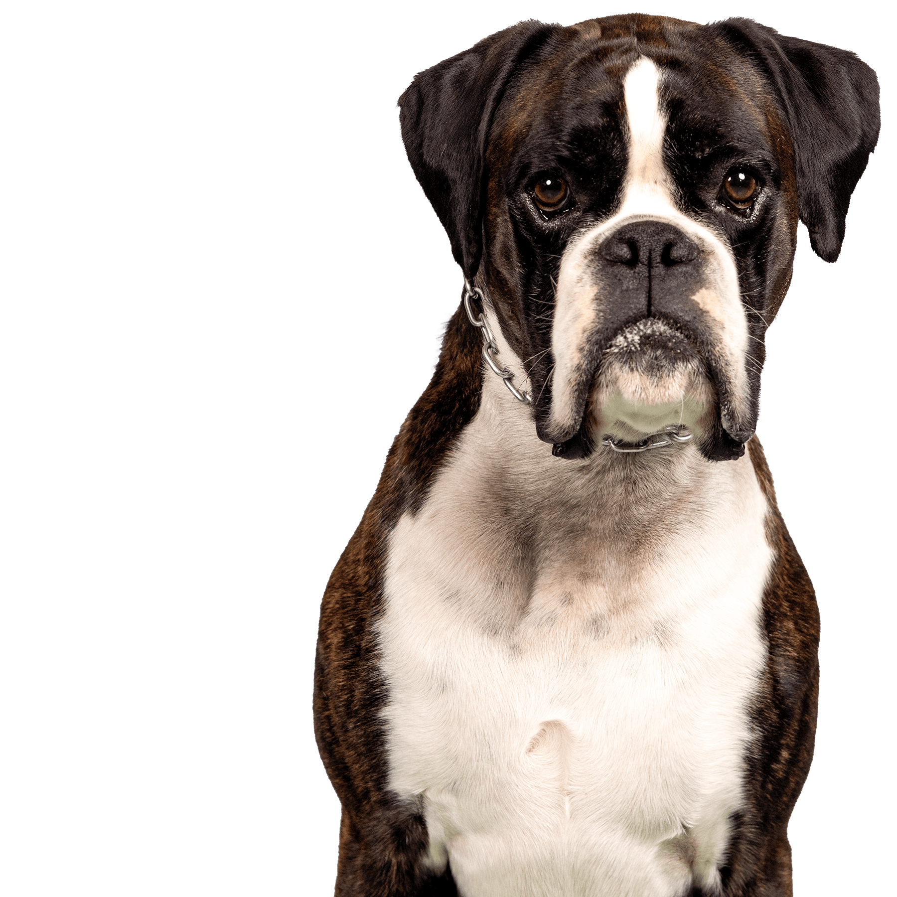 Boxerclub Urschweiz